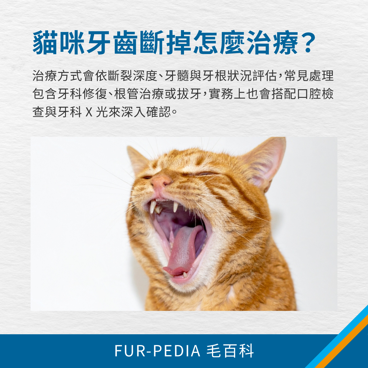 橘貓張口露出牙齒，說明貓咪牙齒斷掉後可依斷裂深度評估牙科修復、根管治療或拔牙