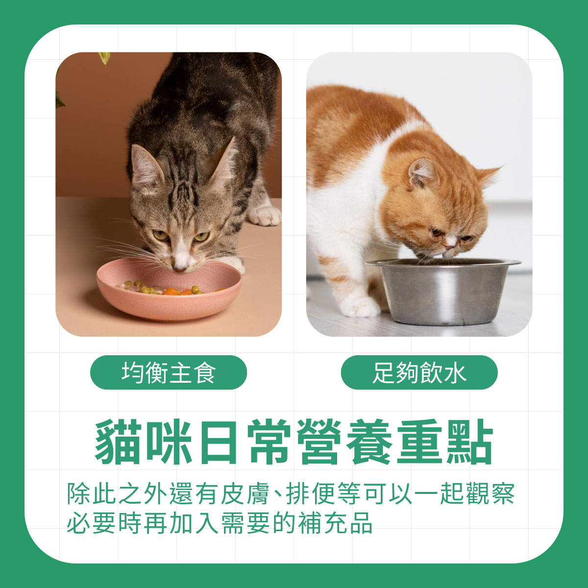 貓咪日常營養重點 兩隻貓咪分別吃主食與喝水,說明貓咪日常營養重點包含均衡主食、足夠飲水與必要時補充營養
