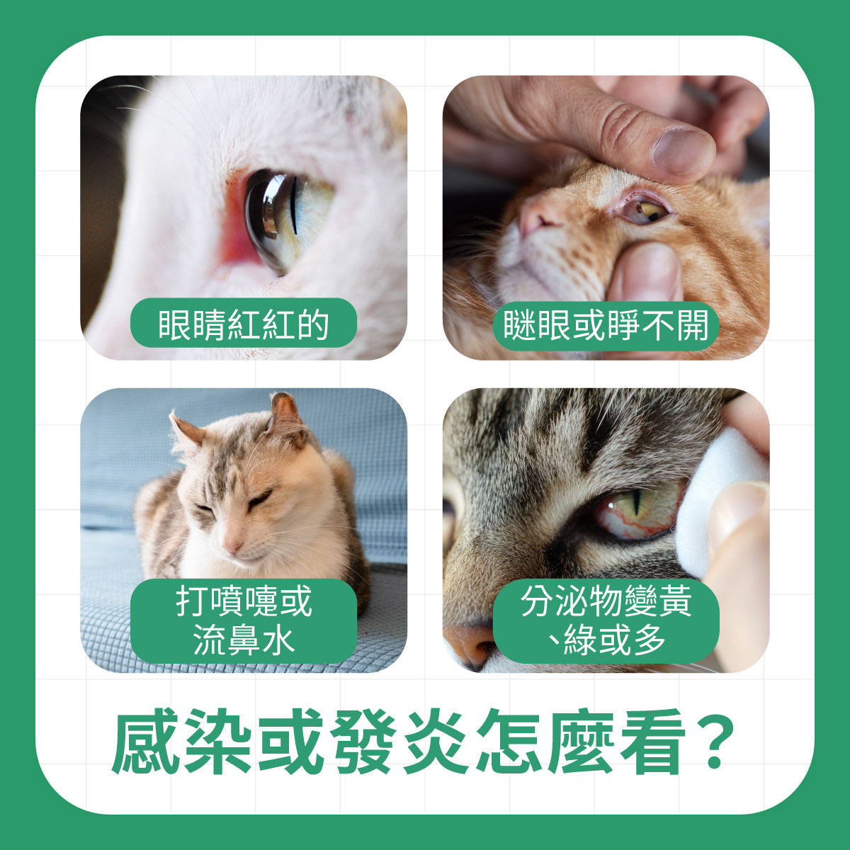 貓咪眼睛感染或發炎怎麼看 多張貓咪眼睛異常情況,包括眼睛發紅、瞇眼無法完全睜開、打噴嚏以及分泌物變多或變色
