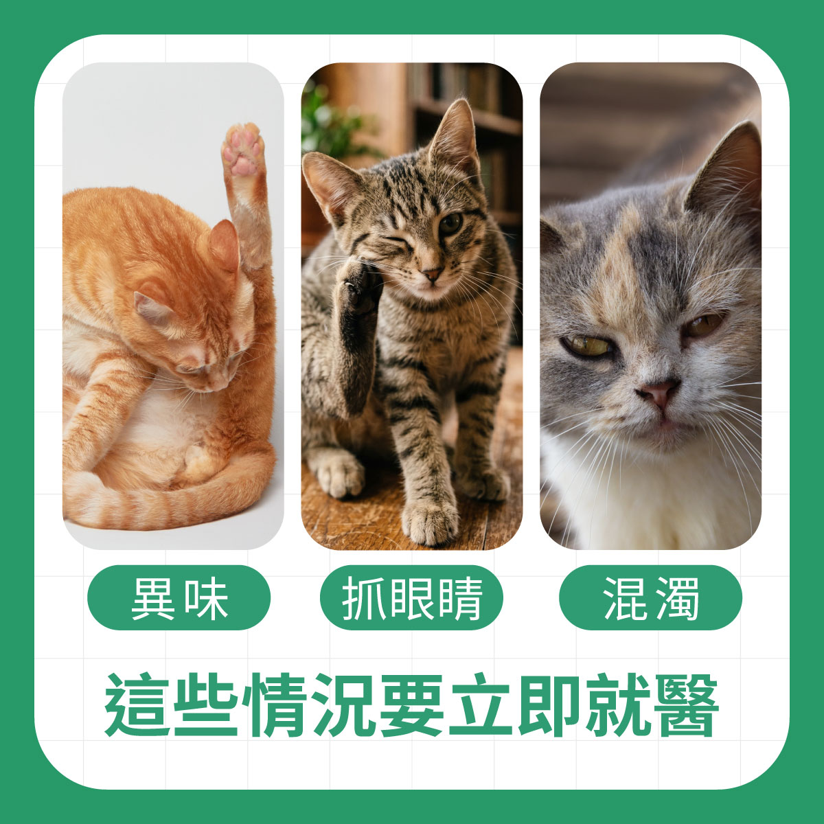 貓咪眼睛有這些要立即就醫 三隻貓咪分別出現舔毛時異味、頻繁抓眼以及眼睛混濁的情況,這些都是需要就醫的警訊