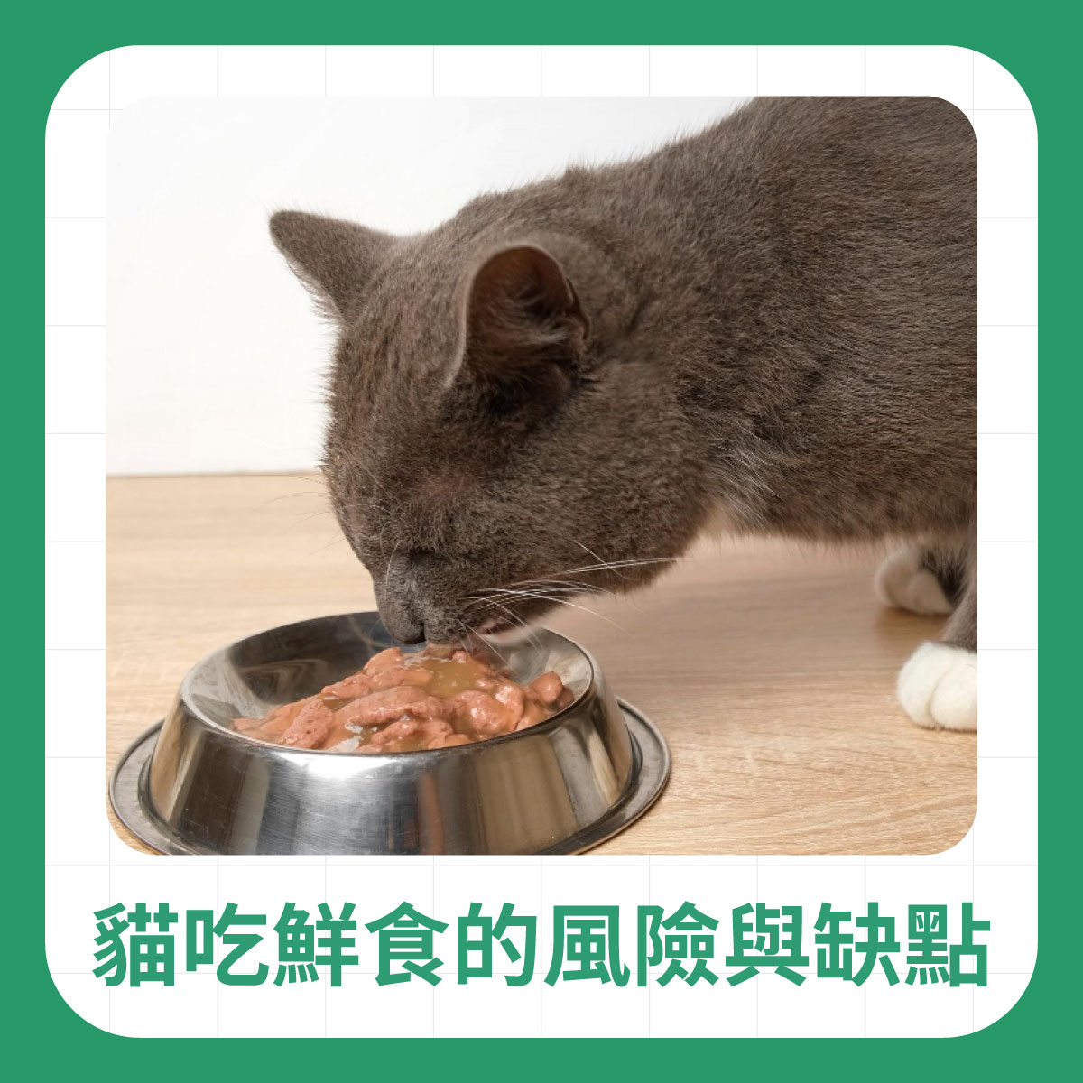 貓咪吃鮮食的風險與缺點 一隻灰色貓咪正在金屬碗中進食濕食,畫面用於說明貓咪食用鮮食可能的風險與營養問題