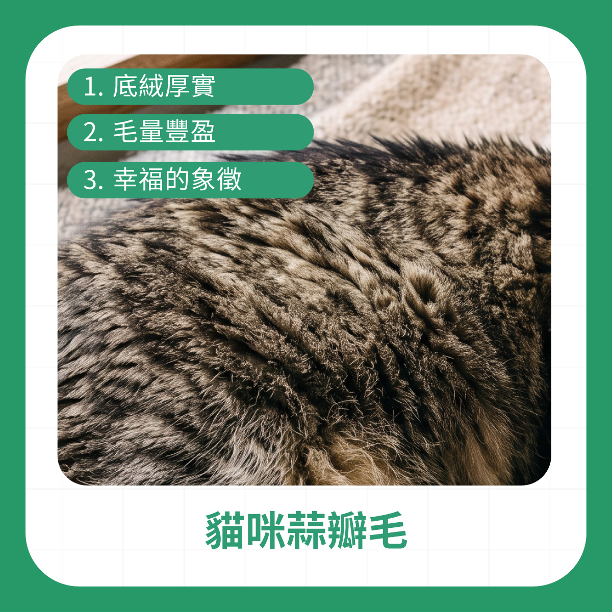 貓咪蒜瓣毛特徵 貓咪毛髮近拍圖,說明蒜瓣毛常見於底絨厚實、毛量豐盈的貓咪,也可作為梳毛觀察重點