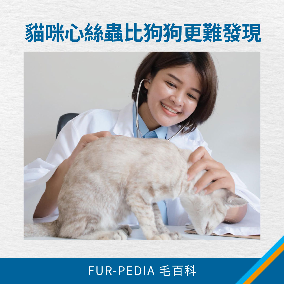 貓咪心絲蟲比狗狗更難發現 圖中獸醫正在為貓咪進行檢查,說明貓咪心絲蟲較難發現的特性