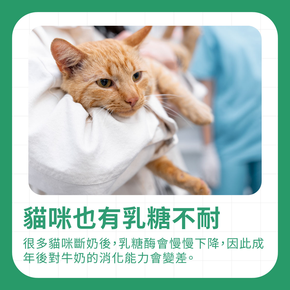 貓咪也有乳糖不耐 獸醫抱著橘貓檢查,說明許多貓咪斷奶後乳糖酶下降,成年後對牛奶消化能力可能變差