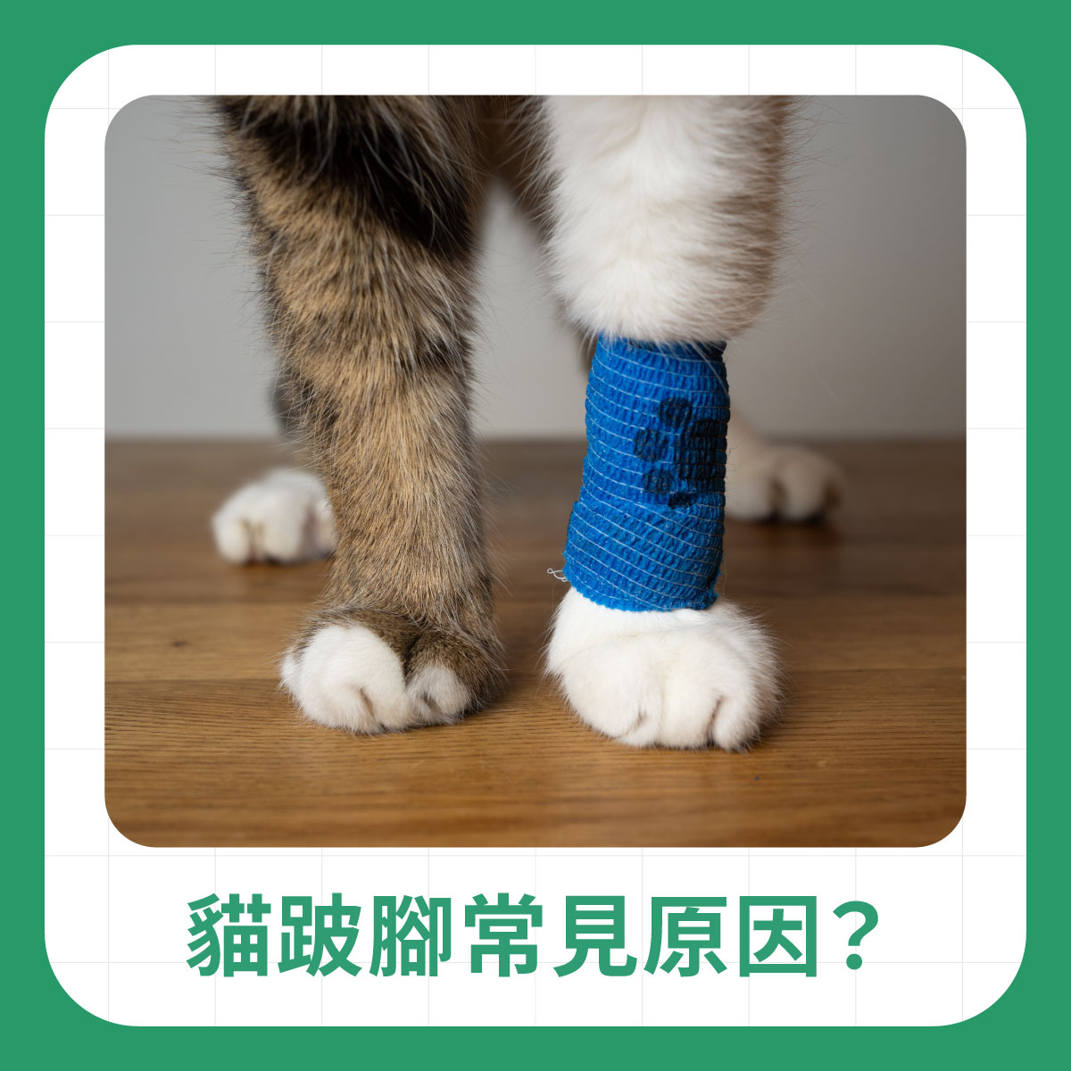 貓咪其中一隻前腳包著繃帶，說明貓跛腳可能與外傷、腫脹或腳部受傷有關