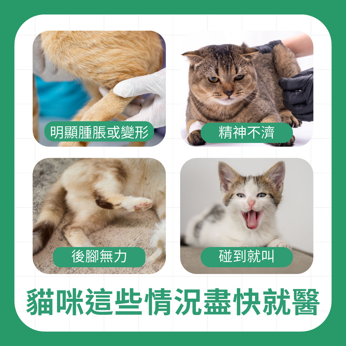 四張貓咪異常狀況示意圖，包含腳部腫脹變形、精神不濟、後腳無力與碰到就叫等需要就醫的警訊