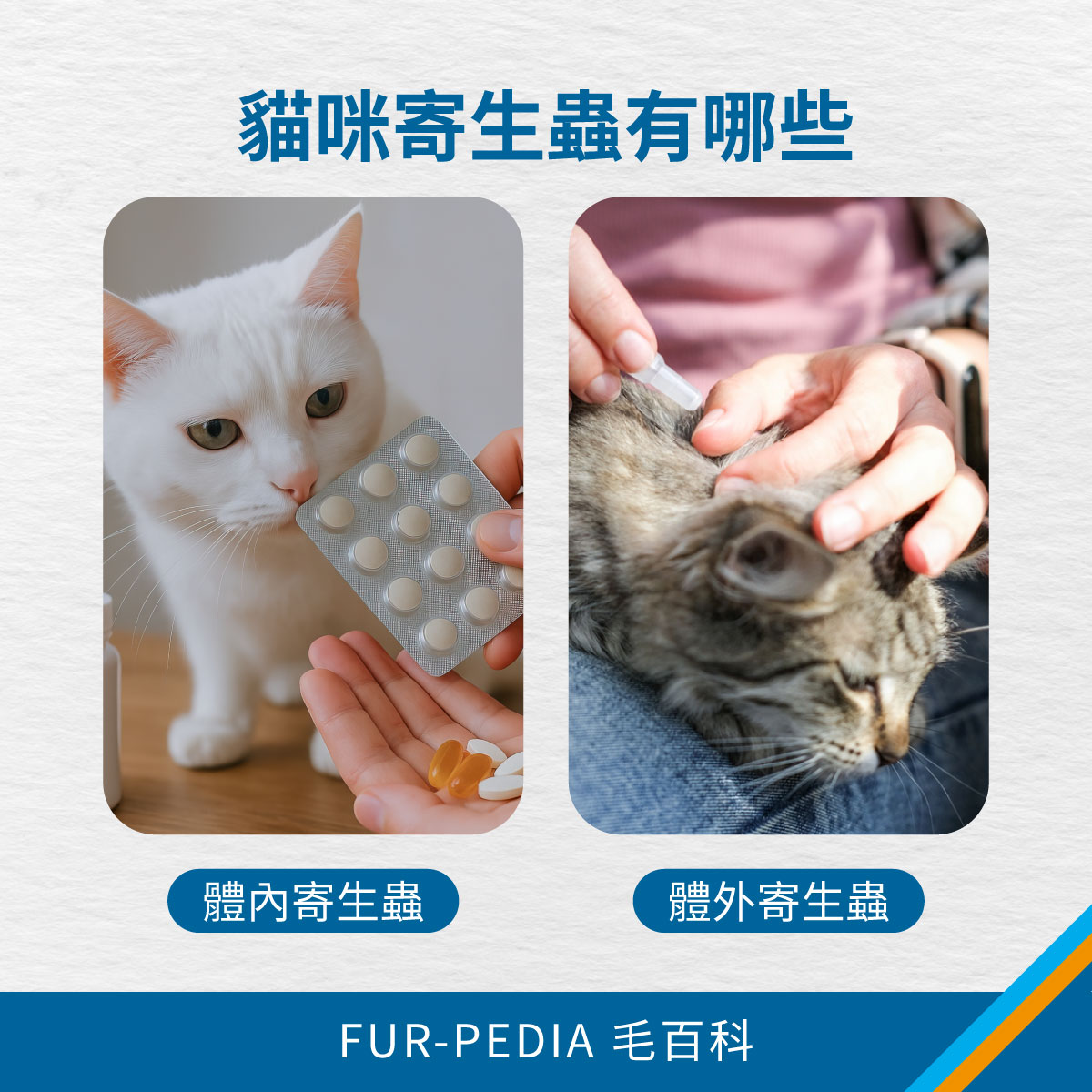 貓咪寄生蟲有哪些 兩張貓咪寄生蟲示意圖,分別呈現體內寄生蟲與體外寄生蟲,說明貓咪驅蟲藥可能對應的寄生蟲類型