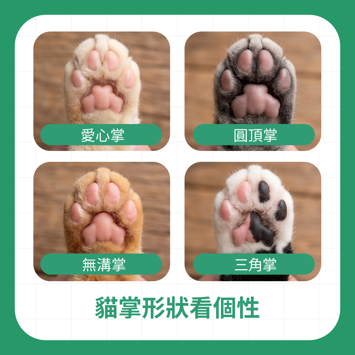四種貓掌肉球形狀對照圖，介紹愛心掌、圓頂掌、無溝掌與三角掌等貓掌特徵