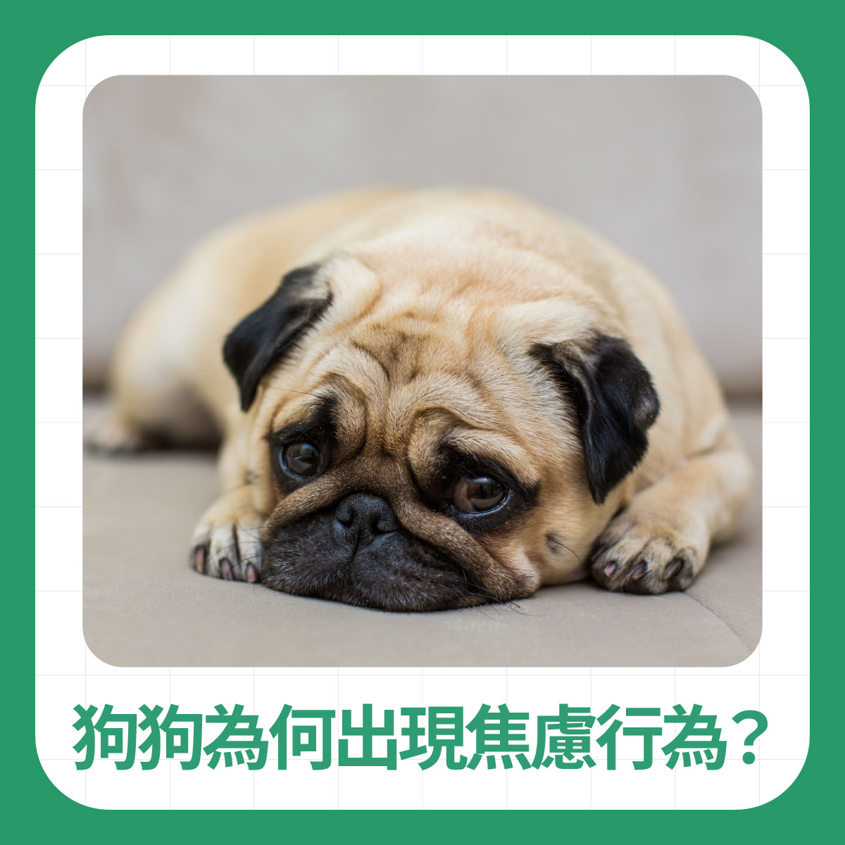 趴在地上的狗狗露出不安表情，說明狗狗可能出現焦慮行為或壓力反應