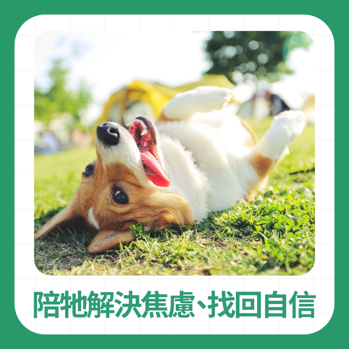 狗狗開心躺在草地上玩耍，呈現透過陪伴與日常照護幫助狗狗減輕焦慮