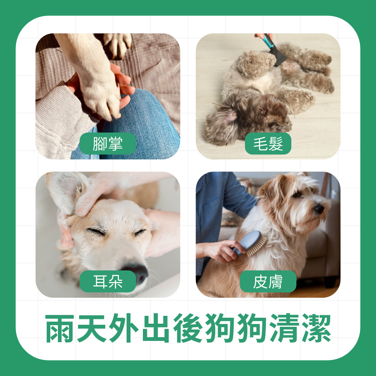 四張雨天外出後狗狗清潔示意圖，提醒飼主清潔腳掌、毛髮、耳朵與皮膚，避免潮濕髒污殘留