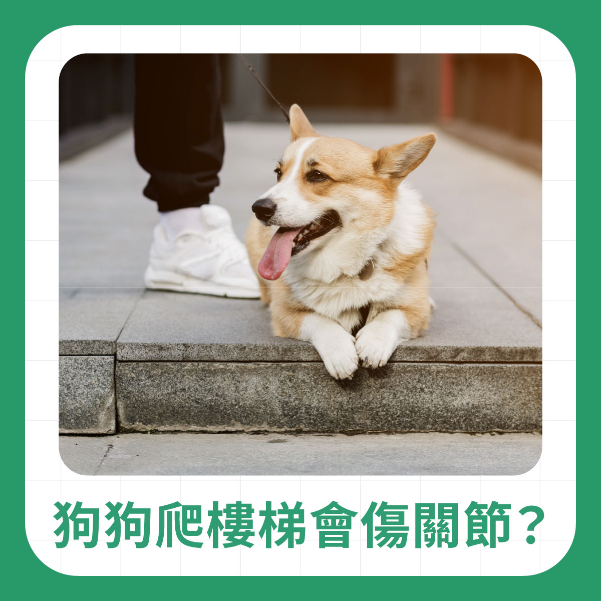 柯基犬趴在樓梯邊，說明狗狗爬樓梯可能增加關節負擔，幼犬、老犬與關節不適犬需要特別注意