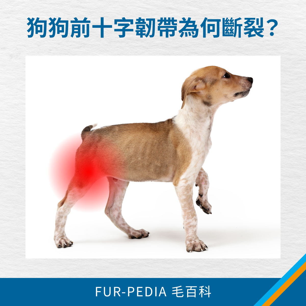 狗狗前十字韌帶為何斷裂 狗狗抬起前腳站立,後膝關節位置以紅色標示,說明狗狗前十字韌帶斷裂可能造成後腳疼痛與跛腳