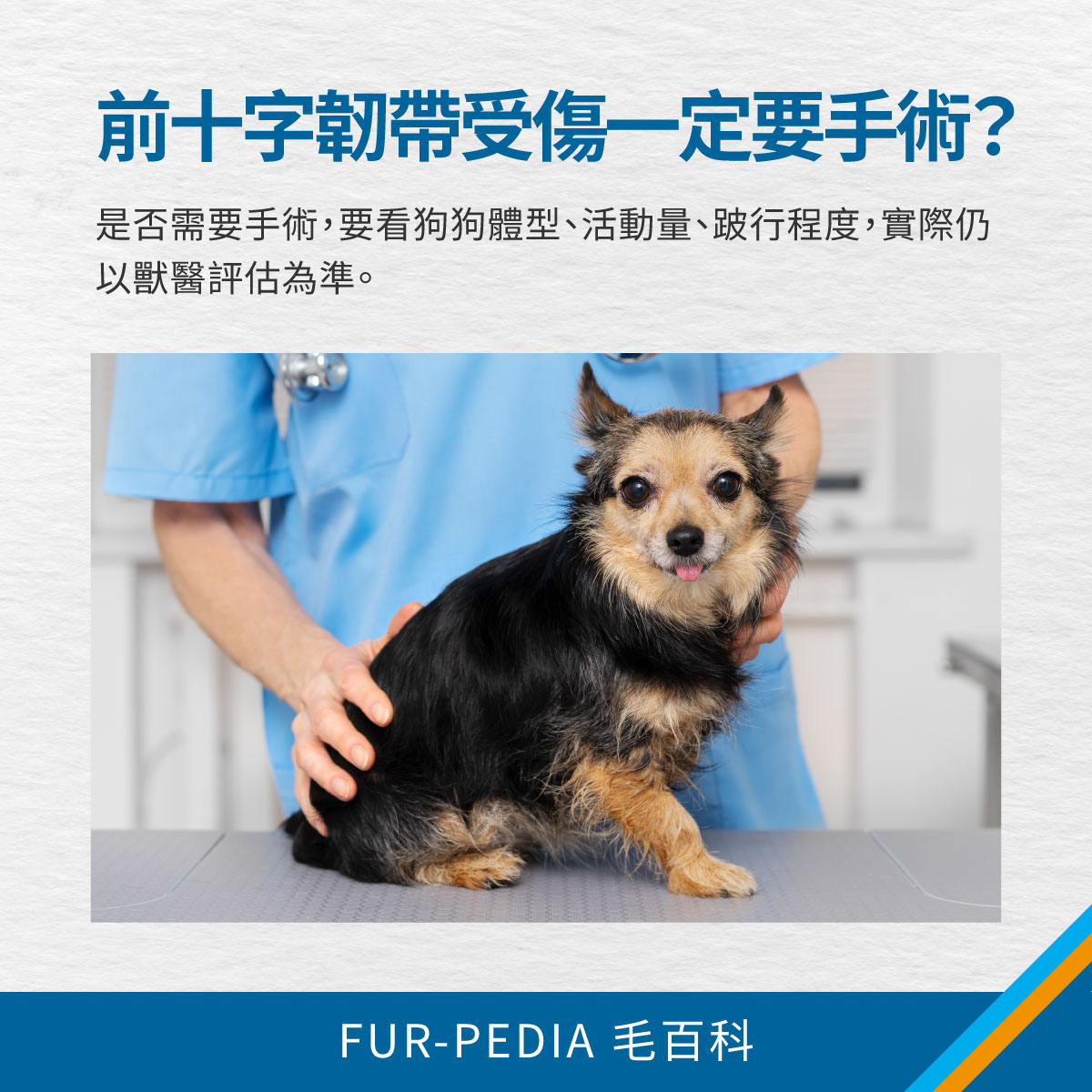 獸醫正在檢查狗狗後肢，說明前十字韌帶受傷是否需要手術應依體型、活動量與跛行程度評估
