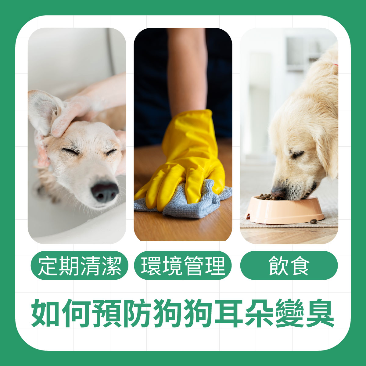 如何預防狗狗耳朵變臭 如何預防狗狗耳朵變臭,定期清潔狗狗耳朵、環境清掃、狗狗飲食都是很有效的方式
