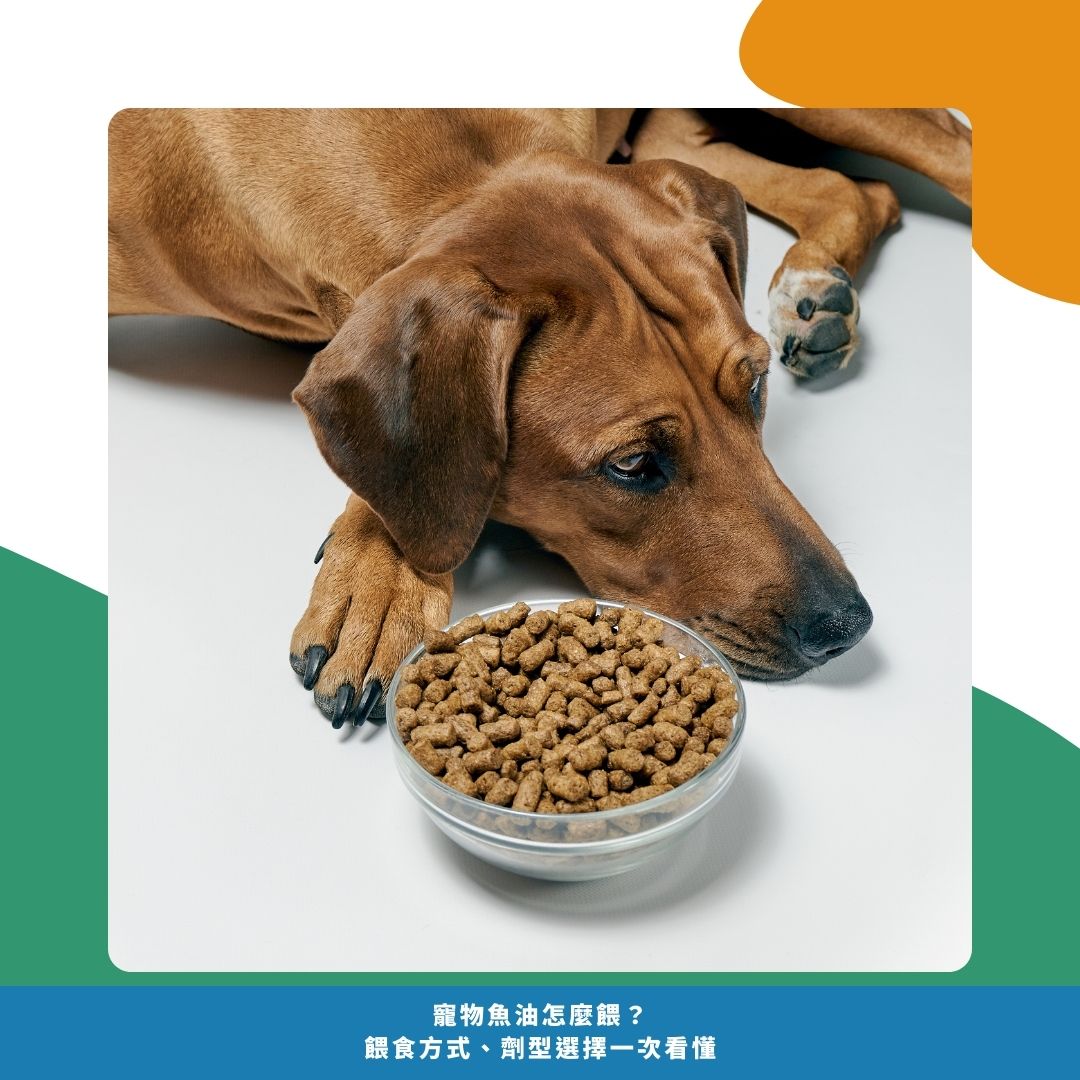 寵物魚油怎麼餵?毛孩不吃怎麼辦 寵物魚油怎麼餵?毛孩不吃怎麼辦