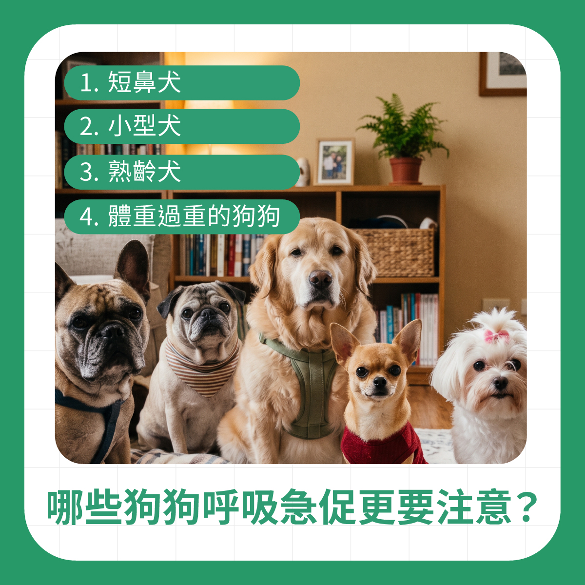 多種犬種合照，整理短鼻犬、小型犬、熟齡犬與體重過重狗狗等較需留意呼吸急促的族群