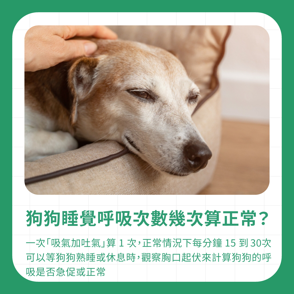 狗狗休息時被飼主輕撫，說明可在狗狗熟睡或休息時觀察胸口起伏並計算呼吸次數