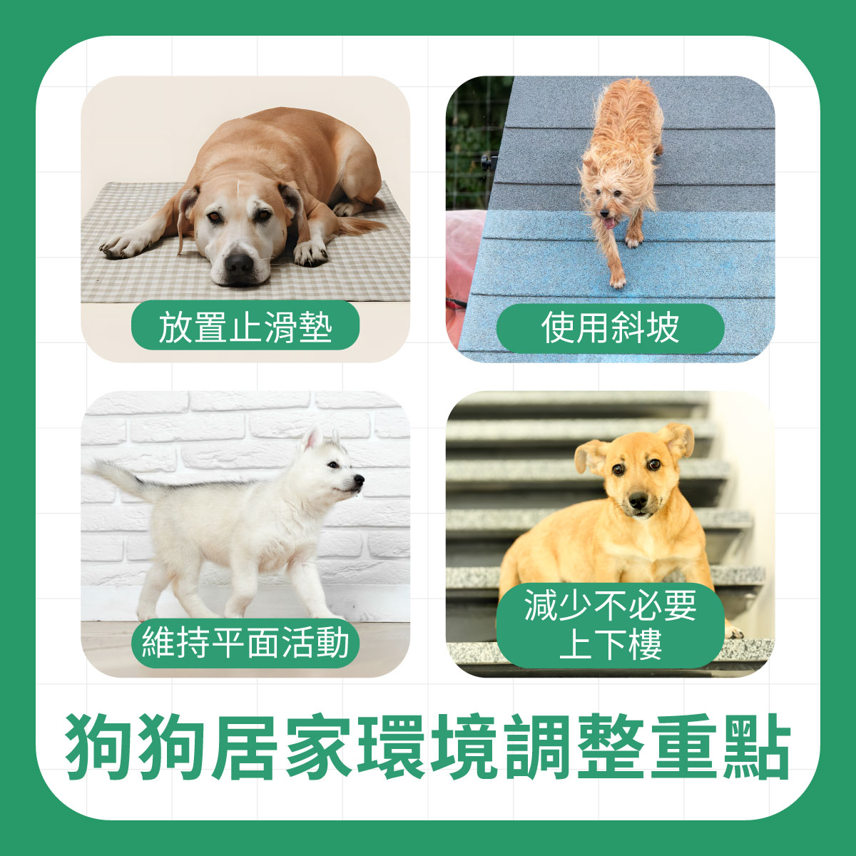 四張狗狗居家環境調整示意圖，包含止滑墊、斜坡、平面活動與減少不必要上下樓，幫助狗狗降低關節負擔