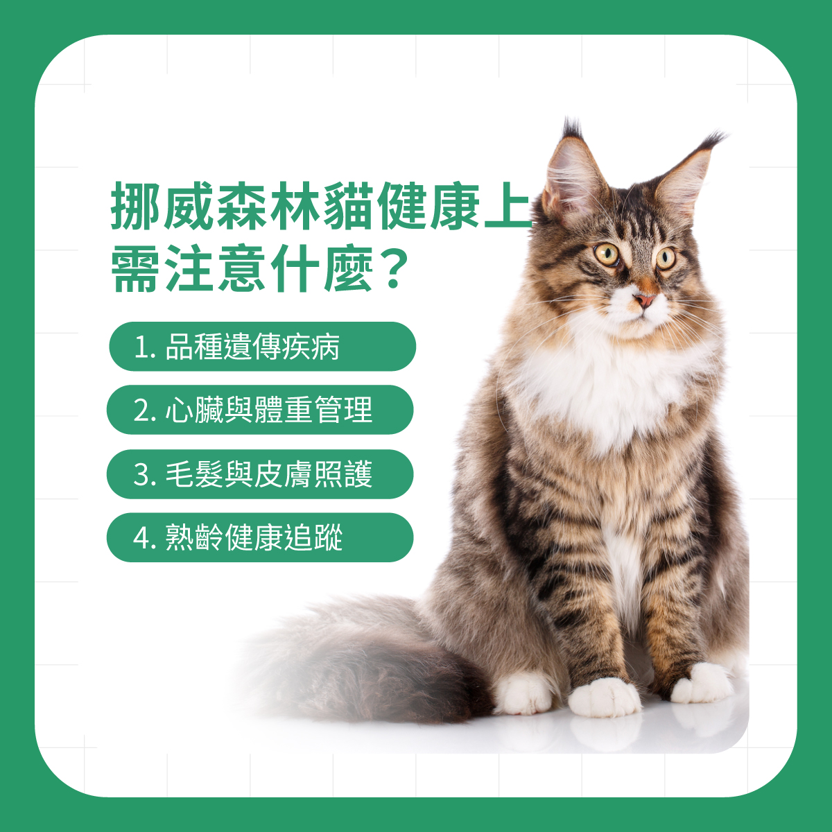 挪威森林貓健康照護重點 挪威森林貓坐姿照,整理品種遺傳疾病、心臟與體重管理、毛髮皮膚照護及熟齡健康追蹤重點