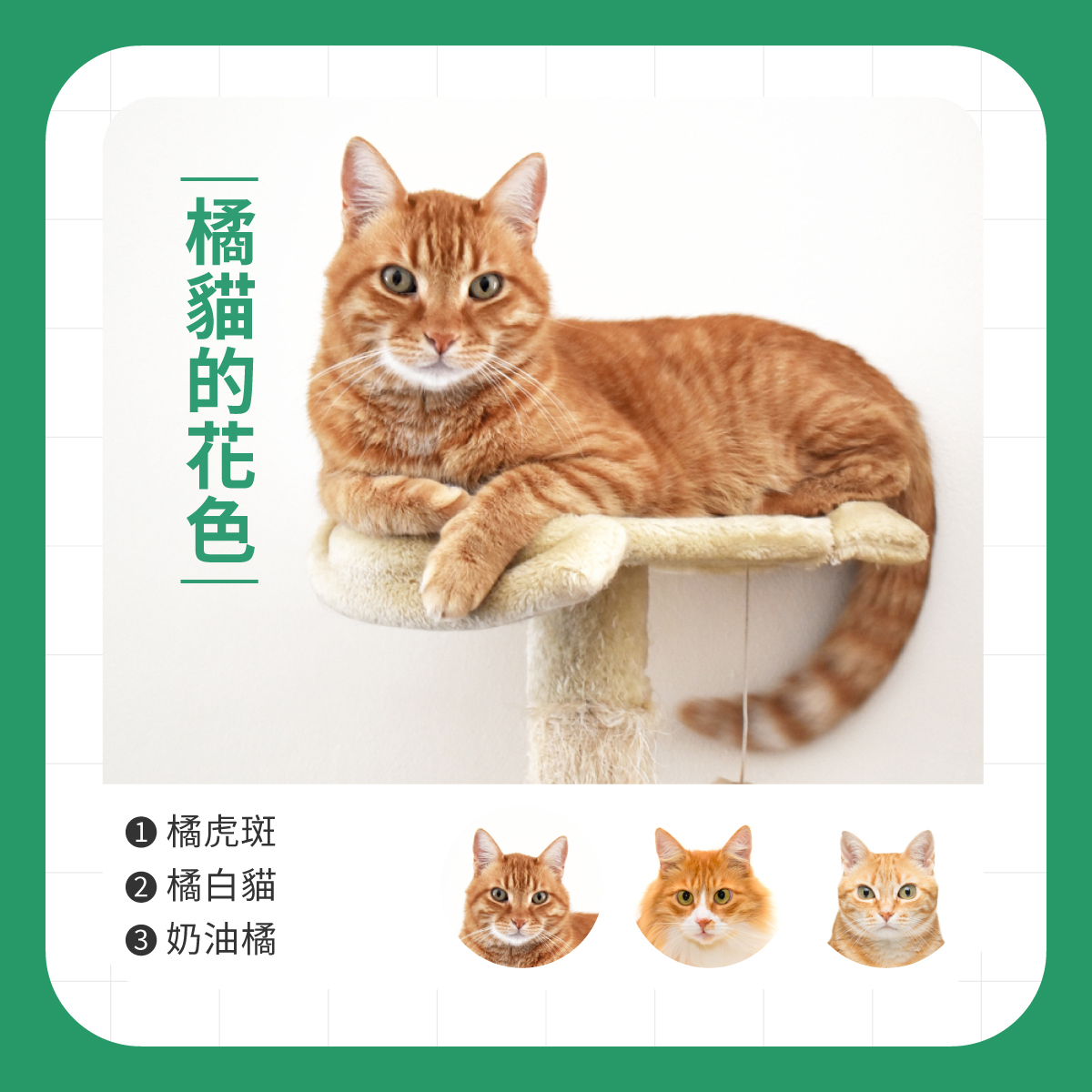 橘貓花色種類介紹 橘貓躺在貓跳台上,說明橘虎斑、橘白貓與奶油橘等常見橘貓花色類型