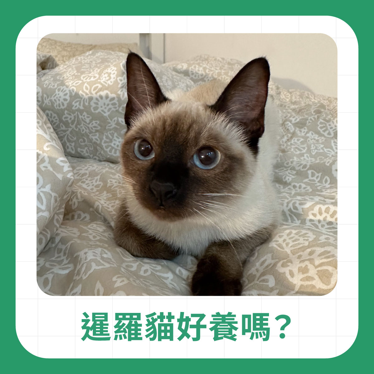 暹羅貓好養嗎 藍眼睛暹羅貓趴在床上,說明暹羅貓是否好養與飼養前需要了解的照顧重點