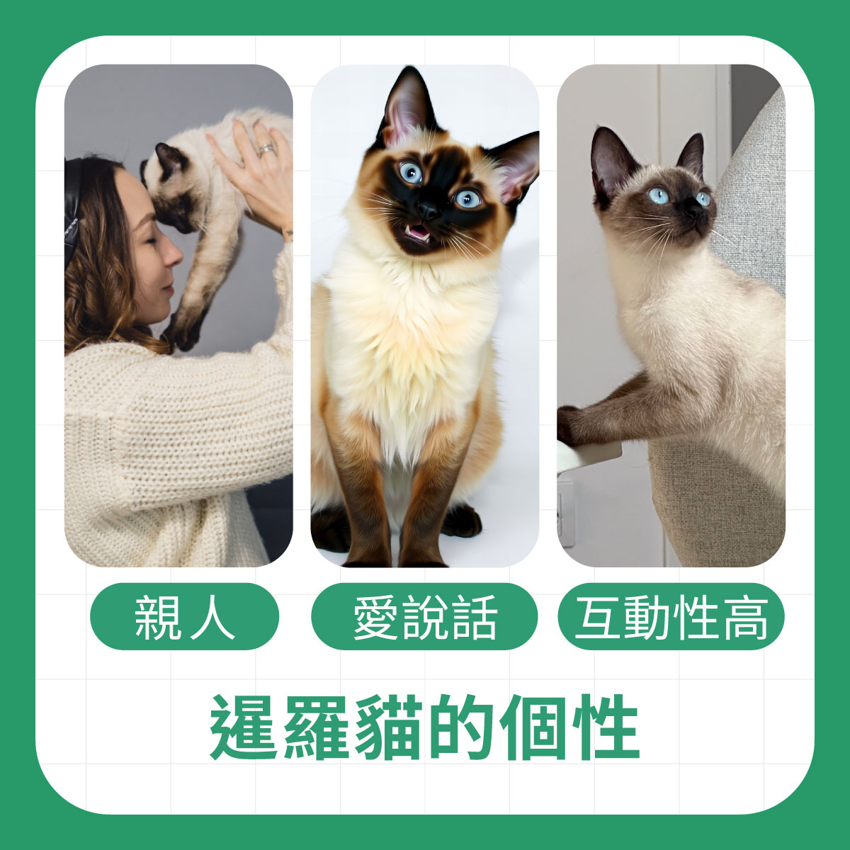 暹羅貓的個性 三張暹羅貓互動照片,呈現暹羅貓親人、愛說話與互動性高的個性特色