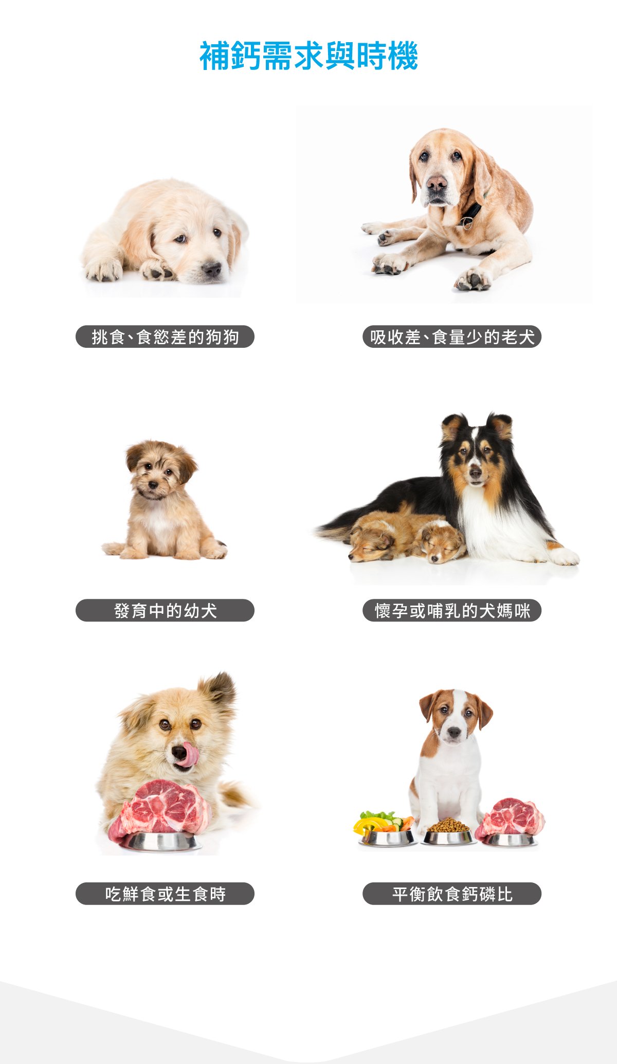 木入森 犬寶D藻鈣｜狗狗補鈣推薦_3