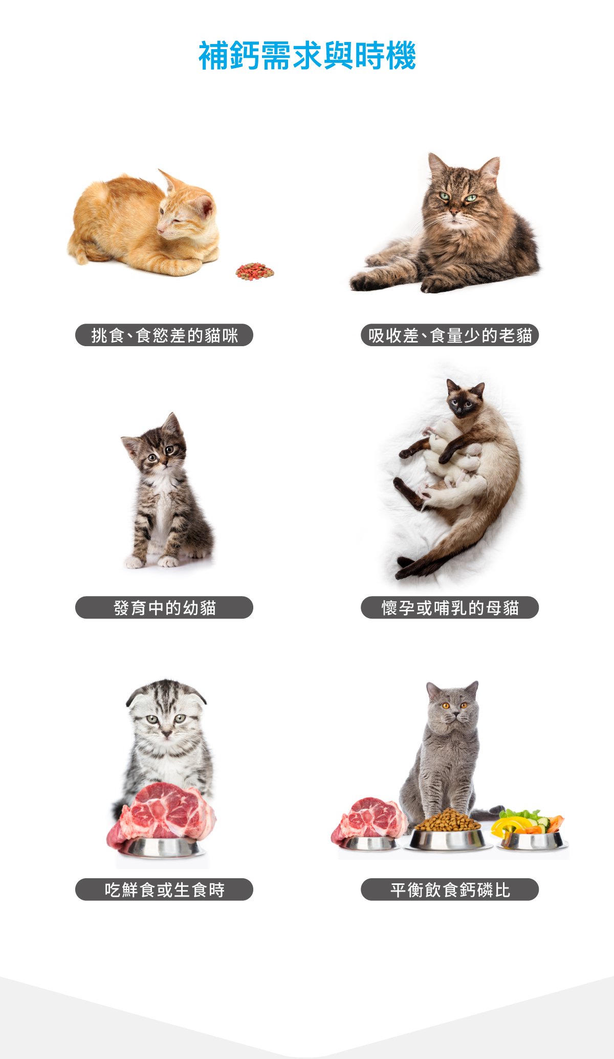 木入森 貓咪D藻鈣｜貓咪補鈣推薦_3