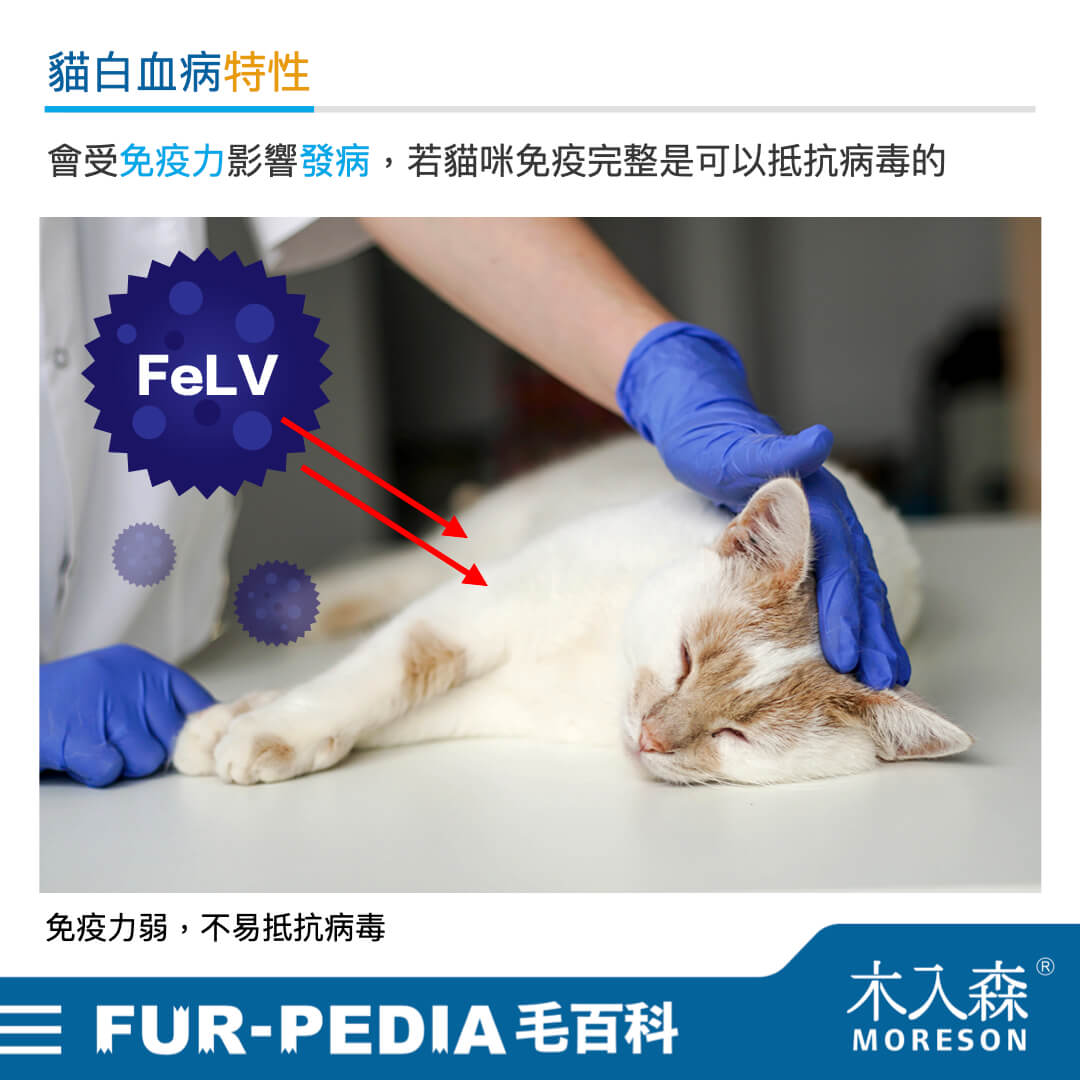 貓白血病特性 貓白血病特性