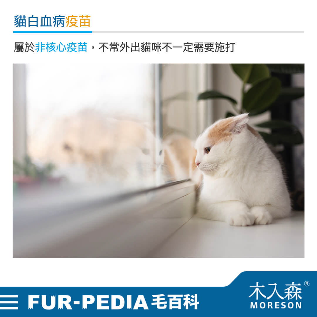 貓白血病疫苗 貓白血病疫苗