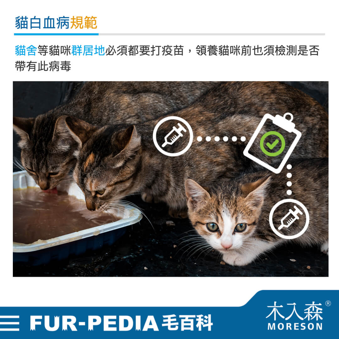 貓白血病規範 貓白血病規範