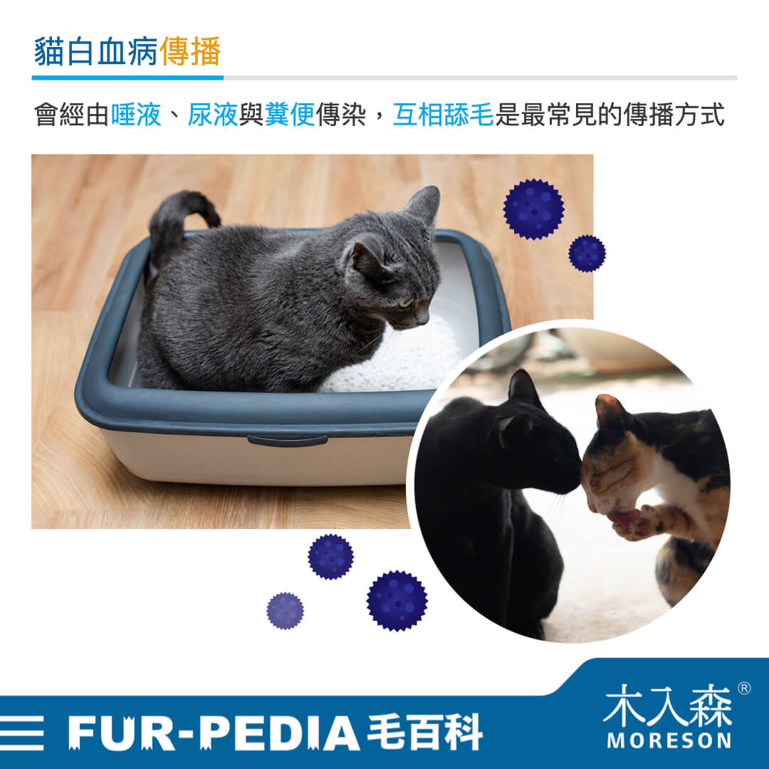 貓白血病傳播 貓白血病傳播